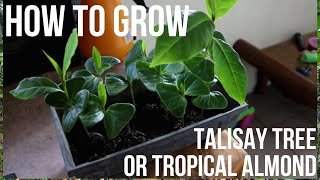 How To Grow Talisay Tree Terminalia Catappa Part 1 [upl. by Atrebor]