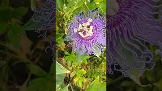 Passion flower buffet [upl. by Adnael]