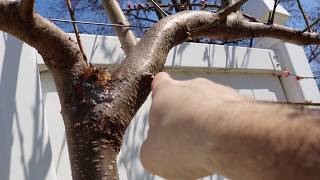 Horticultural Oil Why Spray our Fruit Trees [upl. by Gordon]