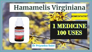 Hamamelis Virginiana Homeopathic Medicine  1 Medicine 100 uses  piles drpriyankashomeopathy [upl. by Osborne]