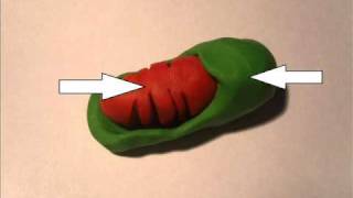 Mitochondria  Organelle within a cell LEGOPlasticine [upl. by Barbaresi]