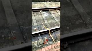 ദ ഹാർട്ട് ബ്രേക്ക് 💔 The Snake gets hit by A train indianrailways shorts train snake [upl. by Dolly]