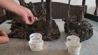 Planting Forest Style Aquascape Part 2 [upl. by Dichy309]