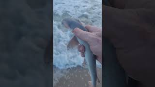 Cute bonnethead shark release at Disney Vero Beach Resort tight lines [upl. by Colet]