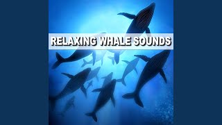 Whale Sound [upl. by Reinnej]