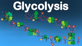 Cellular Respiration Pt1  The 10 Glycolisys Enzymes [upl. by Oaoj]