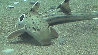 エパウレットシャーク Epaulette shark hemiscyllium ocellatum [upl. by Naujud]