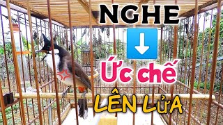 Kích Chào Mào Căng Lửa Chào Mào Căng Lửa Luyện Chào Hót Đấu Chào Mào Hót Sáng Kích Bổi Sổ Giọng [upl. by Hawker983]