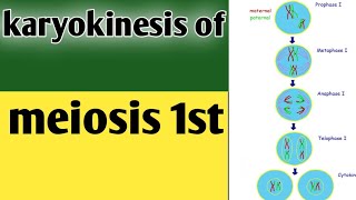 Phases of karyokinesis of meiosis 1 class 9 biologyLesson no30 [upl. by Laucsap955]