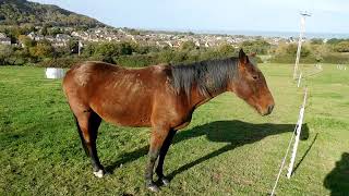 Horses Today [upl. by Eelac]