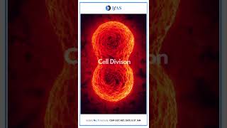 Visualization of Cell Division animatedshorts celldivision 3danimation [upl. by Quill]