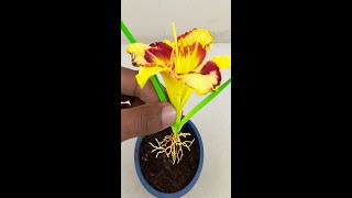 How to grow hemerocallis daylily plant from hemerocallis daylily buds [upl. by Wini]