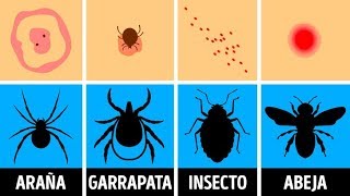 Cómo identificar una picadura de insecto y qué hacer con ella [upl. by Powel539]