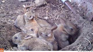 Young life  Baby rabbits and their mom Bushnell Nature View [upl. by Pelmas231]