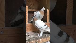 Lucerne Pigeon Pair [upl. by Ulrica]