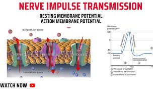 Nerve Impulse TransmissionResting Membrane PotentialAction Membrane Potential [upl. by Leinad]