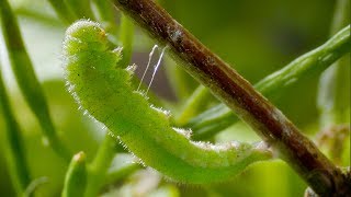 Caterpillar Cocoon Timelapse  BBC Earth [upl. by Zabrine]