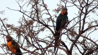 Psittacidae family parrots and macaws wild birs Fauna [upl. by Lemaceon]