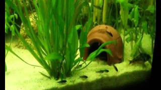 Corydoras pygmaeus  Zwergpanzerwelse [upl. by Graces]