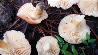 milk mushroom Lactarius hygrophoroides wild edible mushroom in Texas [upl. by Einittirb]