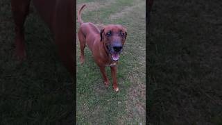 My Ridgeback Loki having fun running around 😊 slow motion ridgeback dog australia [upl. by Susanne463]