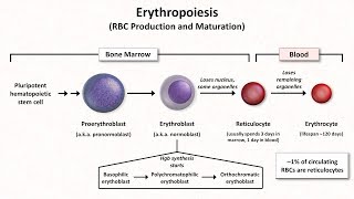 Normal RBC Physiology Including erythropoiesis [upl. by Adnema]