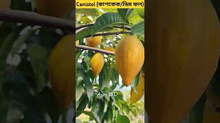 Canistel fruit fruits canistel agriculture eggfruit cupcakefruit pouteria fruitcutting [upl. by Eleira]