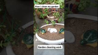 indoorplants viralvideo indoorplantlover garden youtubeshorts houseplants gardening [upl. by Isle193]