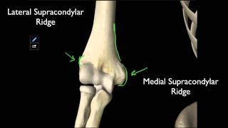 100 The Structures On The Distal Humerus [upl. by Nyrtak]