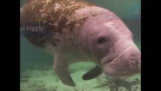 Dugongs vs Manatees Know the Difference  Azula [upl. by Ahsirahc507]