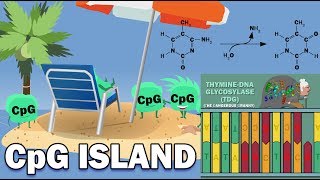 CpG ISLANDS  Promoters Link to Cancer XChromosome Inactivation [upl. by Strep]