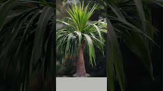 Plant Facts  Ponytail Palm Beaucarnea recurvata [upl. by Arua]