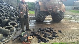 Farm Yard Pest Control Magpie Shooting in Ireland [upl. by Susana]