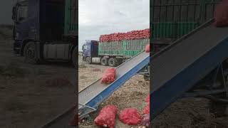 Truck Loading conviar belt 😱😱😱youtubeshorts machine shortsviral [upl. by Lozano]