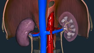 Rene  Anatomia macroscopica [upl. by Thay]