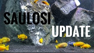 Saulosi Update [upl. by Renner]