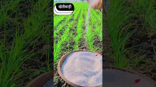 किसान खेतीबाड़ी agricultura nature organic agricultura nature agri agribusiness caseihclaas [upl. by Gaston547]