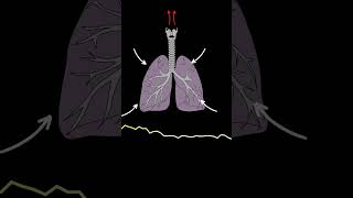 AUSCULTACIÓN PULMONAR RONCUS ruidos pulmonares normales y anormales medicina shorts [upl. by Cummings390]