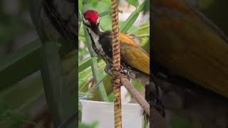 Black rumped flameback woodpecker [upl. by Schoenfelder]