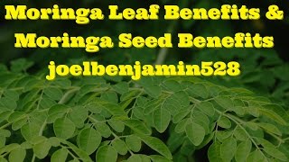 Moringa Leaf Benefits amp Moringa Seed Benefits joelbenjamin528 [upl. by Morgana476]