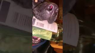 Hilarious Dog Fetches Bottle of Wine [upl. by Ahsilaf111]