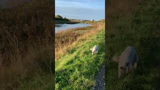 Wilson beside the creek bedlingtonwhippet [upl. by Ecirtael]