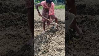 Amazing Farmer Mulching the Soil with Spading A Smart Technique shorts [upl. by Ettore]