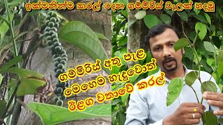 ගම්මිරිස් දලු පැළකිරිම A to Z  Pepper vines Planting A to Z  gammiris wagawa sinhalen [upl. by Dud962]