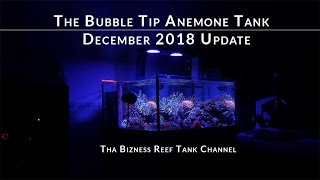 The Bubble Tip Anemone Tank History and Update for December 2018 [upl. by Dorison]