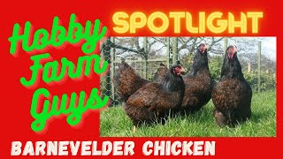 HFG Farm Animal Spotlight Barnevelder Chicken [upl. by Anerul501]