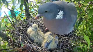 Wood Pigeon Nest Diary  Eggs Chicks Sadness and Success [upl. by Gabbert572]