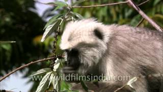 Uttarakhand Langur in natural habitat [upl. by Notsirk562]