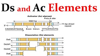 Ds and Ac transposable elements [upl. by Ahselak337]