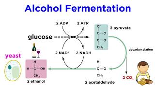 Anaerobic Respiration and Fermentation [upl. by Vins]